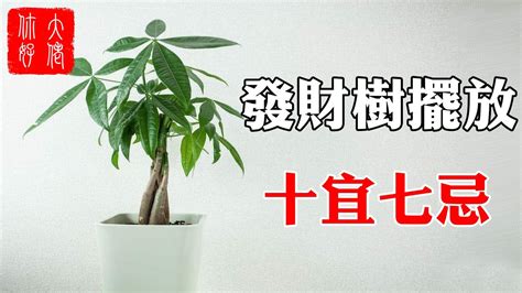 發財樹禁忌|發財樹的風水擺放及禁忌